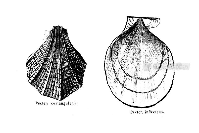 白垩纪化石，pecten costangularis,pecten inflecens